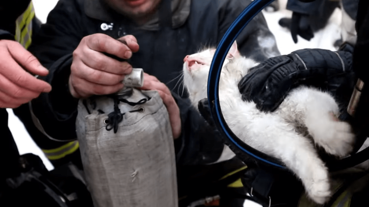 Hasiči resuscitují kočku, kterou vynesli z hořícího domu