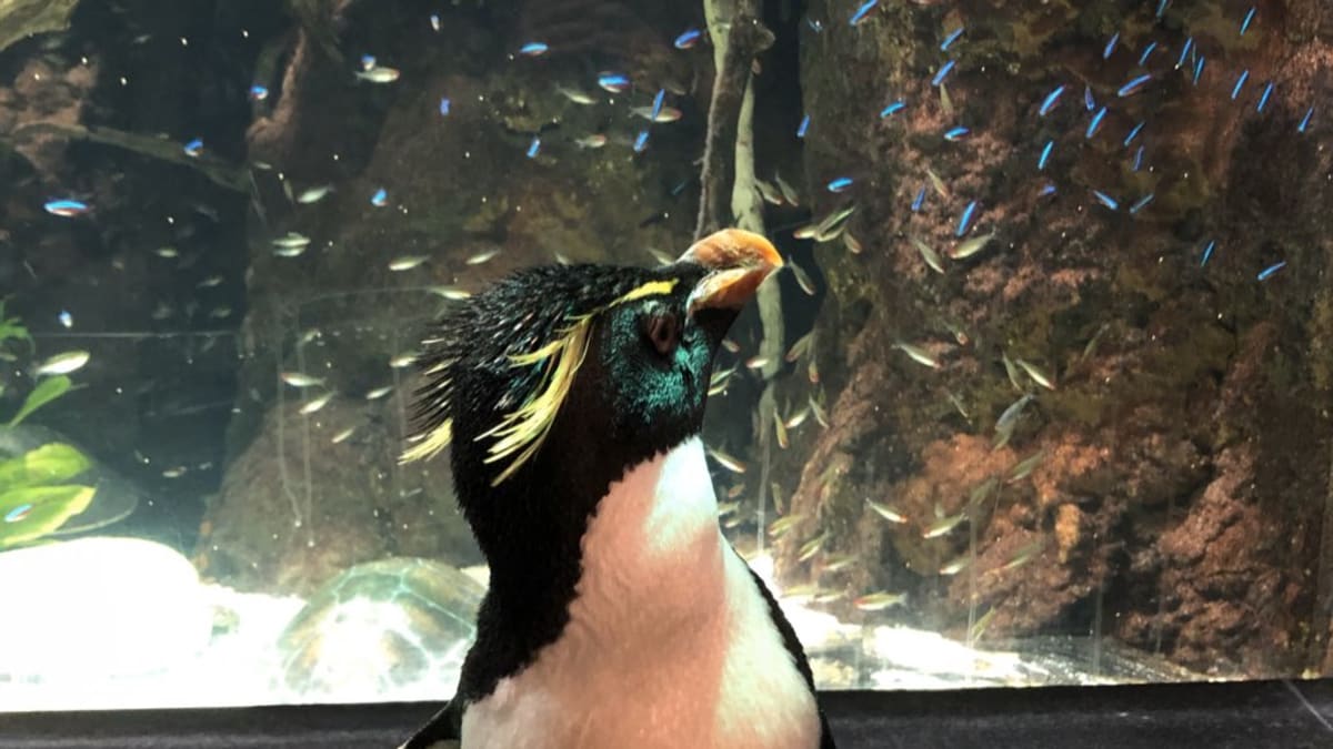 Tučňáci nahradili návštěvníky akvária.
