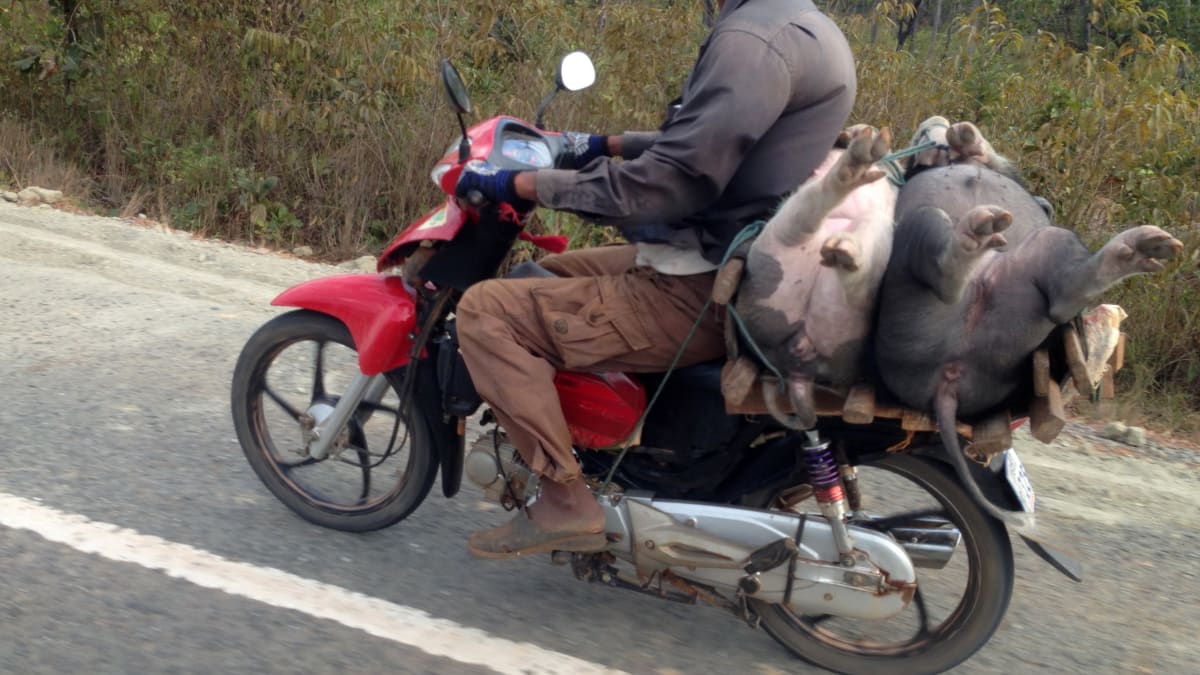 V JV Asii se na motorce převáží i mrtvá zvířata.