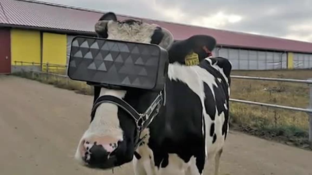 Pláničkovu metodu na zvýšení dojivosti krav testují v Rusku                       ZDROJ: CNN