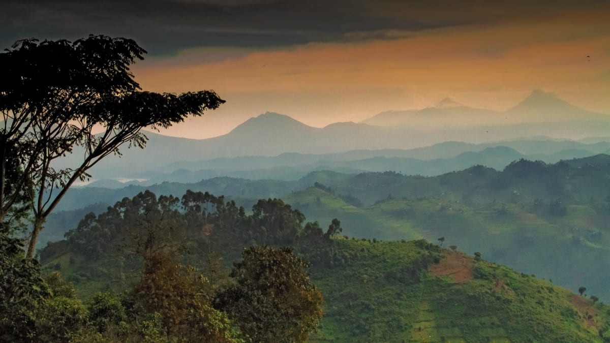 horský prales v Ugandě