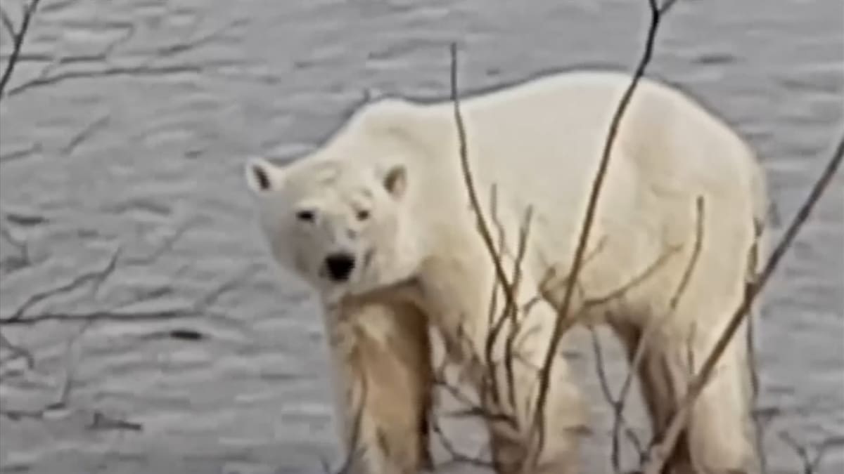 Hladový lední medvěd si vyšel na procházku k městu