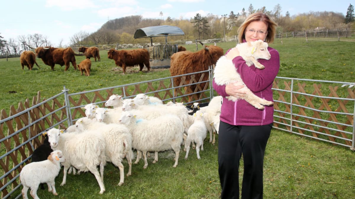 Znáte skotské plemeno ovcí skudde?