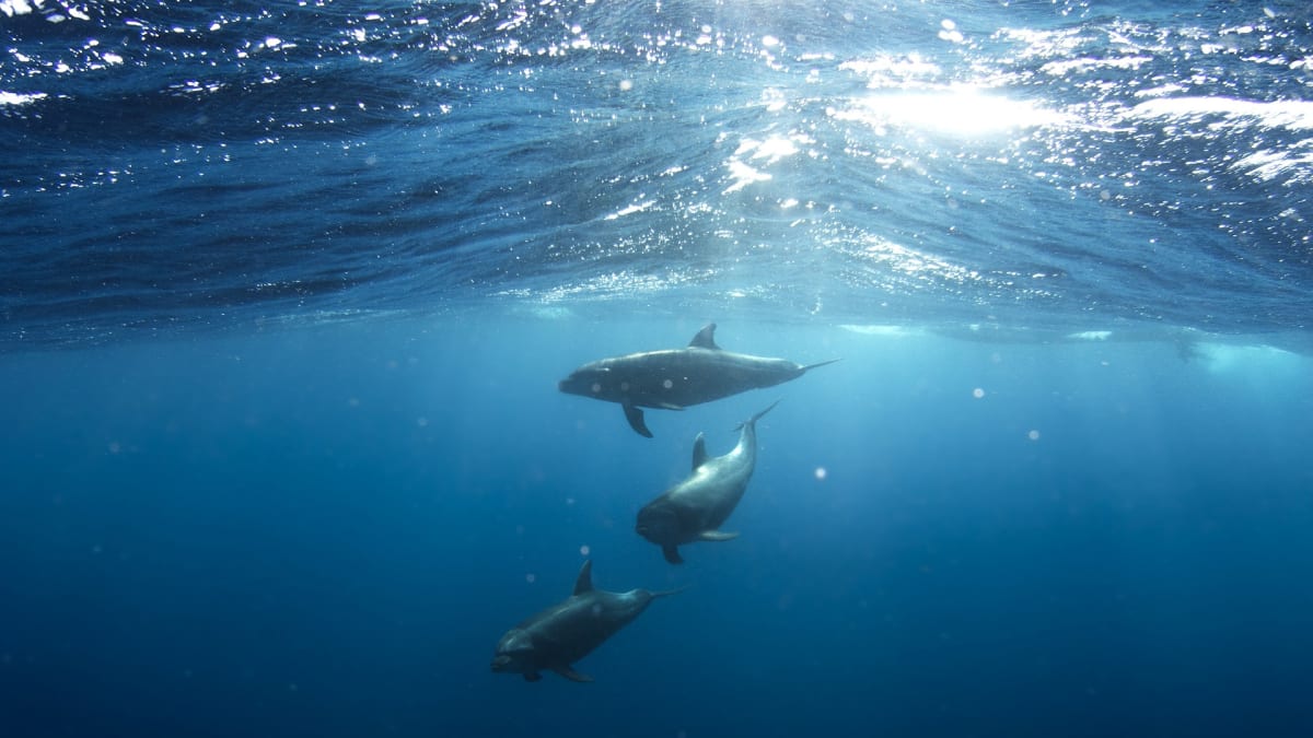 Ilustrační foto: delfín