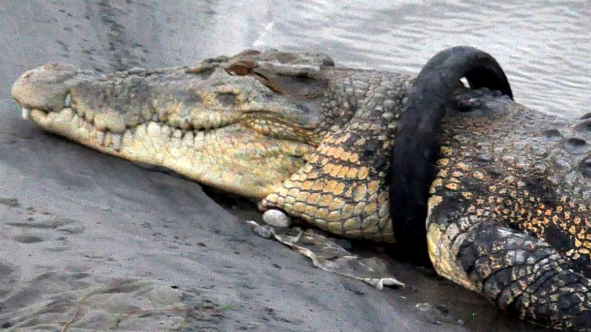 Krokodýl uvězněný v pneumatice