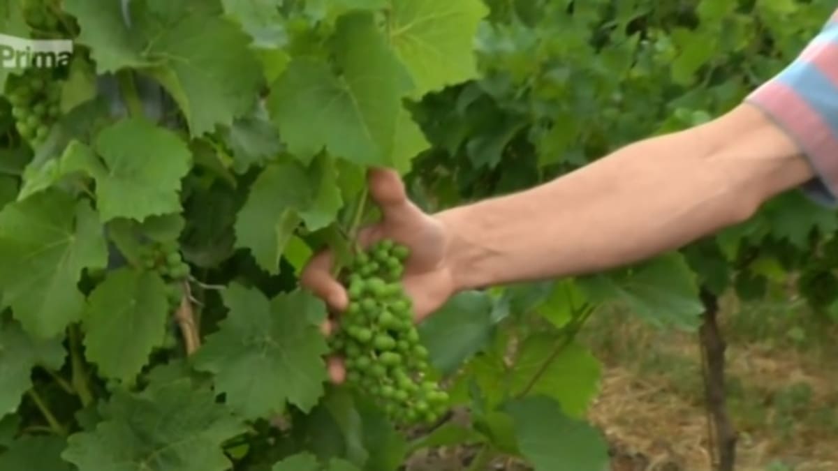 Ve vinicích se stále častěji objevuje nový druh révy