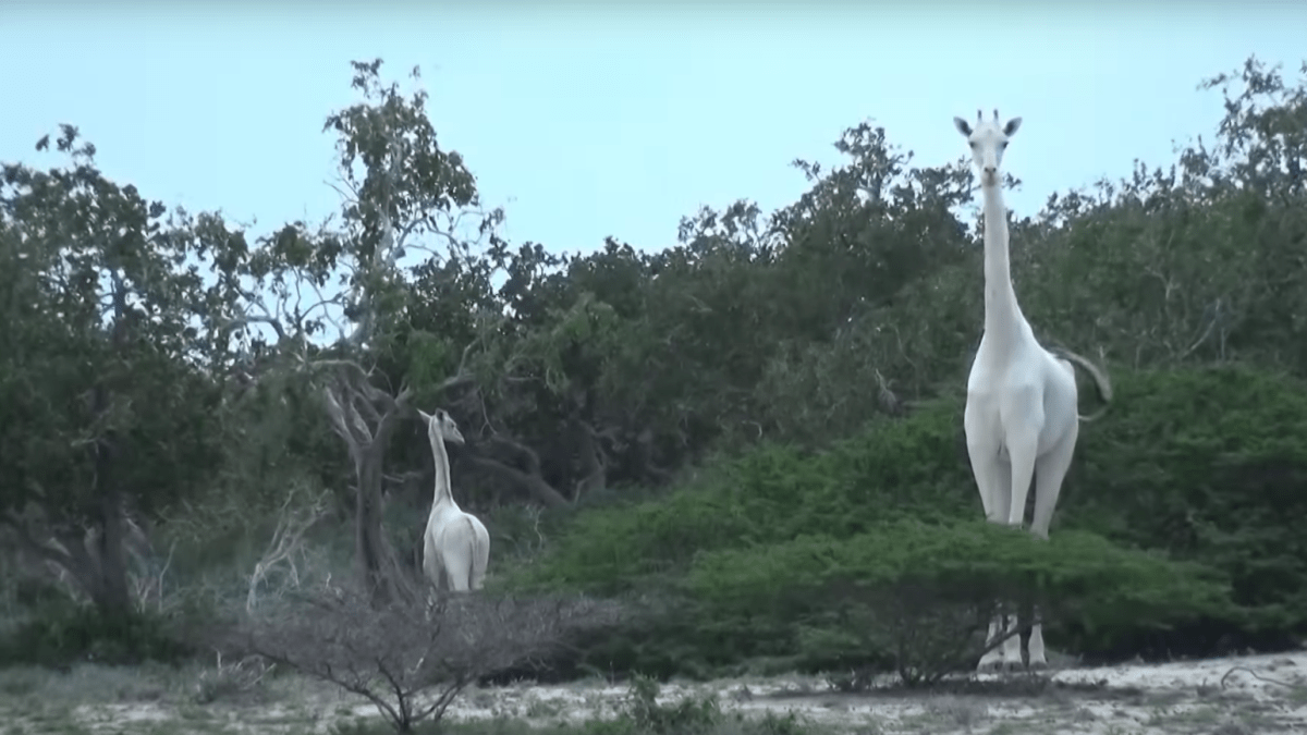 Bílé žirafy v Keni