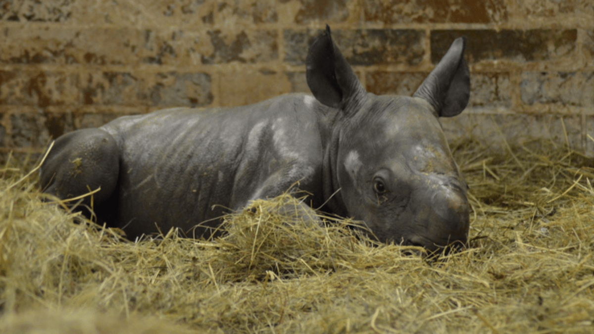 Stádo nosorožce dvourohého dvorské zoo se rozrostlo o novorozenou samičku