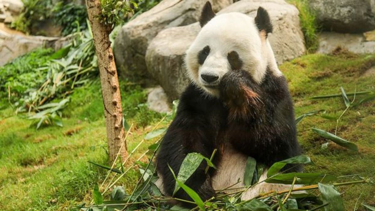 Pandy v zoologické zahradě v Hongkongu