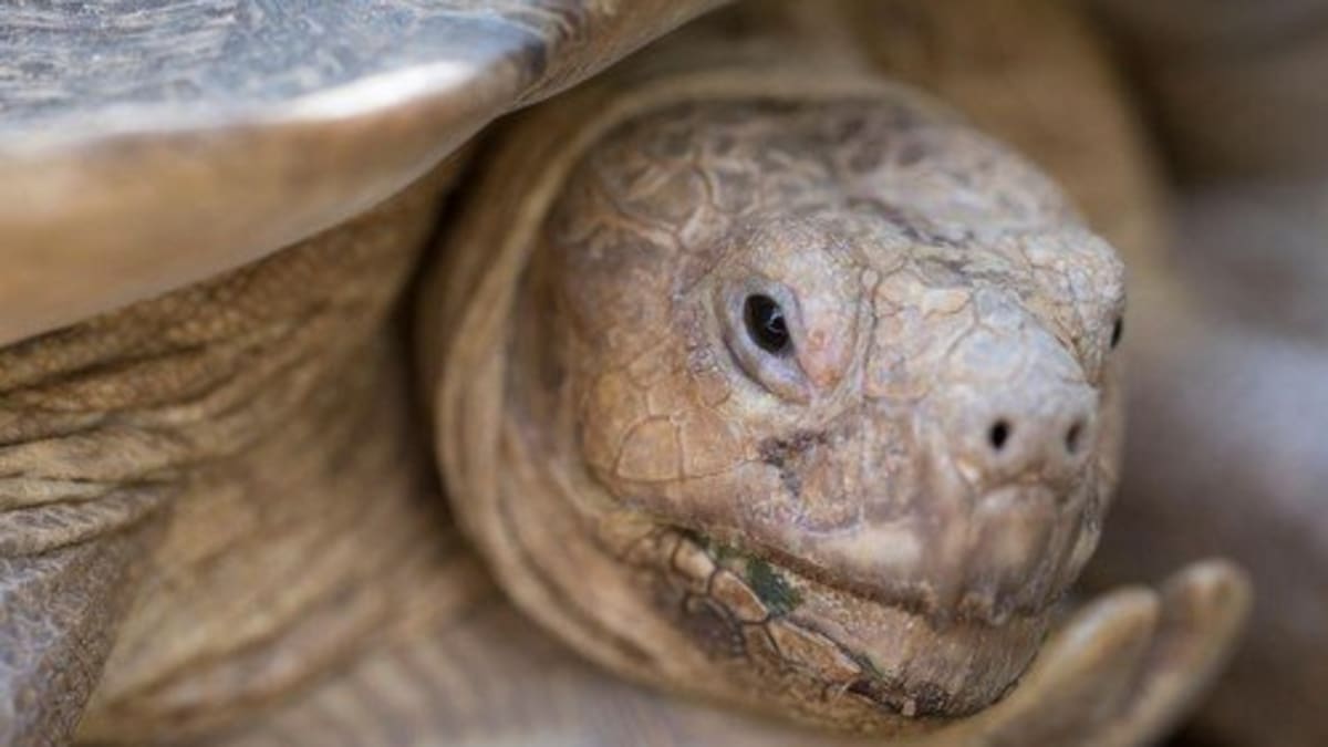 Na Sahaře najdete i skutečné suchozemské obry včetně želvy ostruhaté (Centrochelys sulcata)