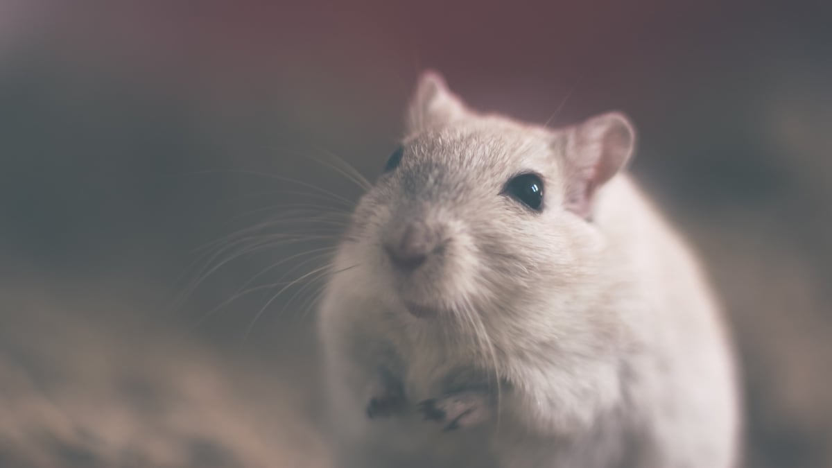 Krysy jsou mnohem chytřejší, než si myslíme
