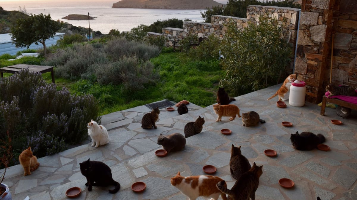 Kočičí útulek na řeckém ostrově Syros