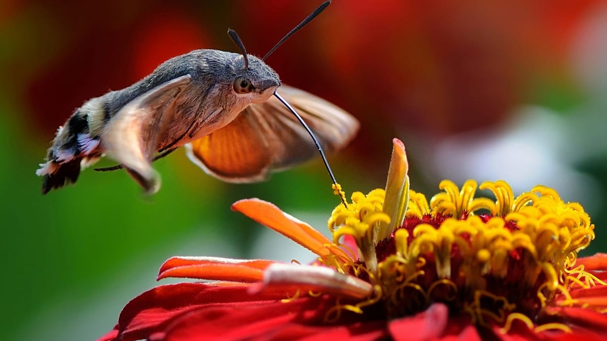 Dlouhozobka svízelová,  tažný motýl. Česká republika, Hrochův Týnec