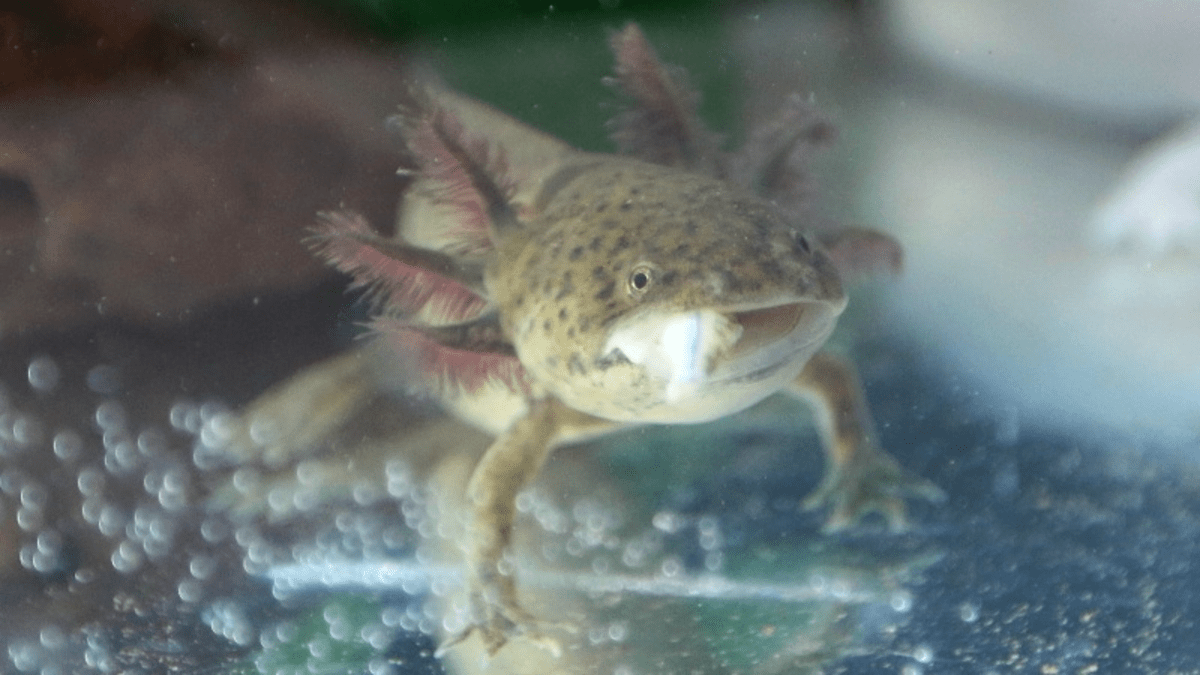 RECEPTÁŘ PRIMA NÁPADŮ: vodní dráček neboli axolotl mexický