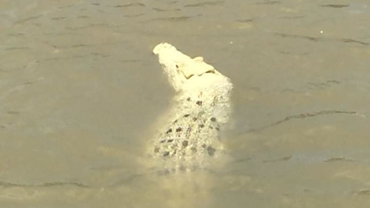 Vzácný bílý krokodýl