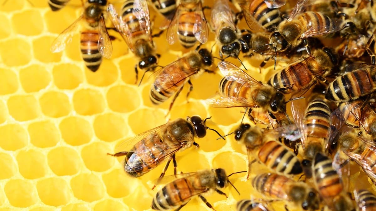 Včely medonosné na plástvi
