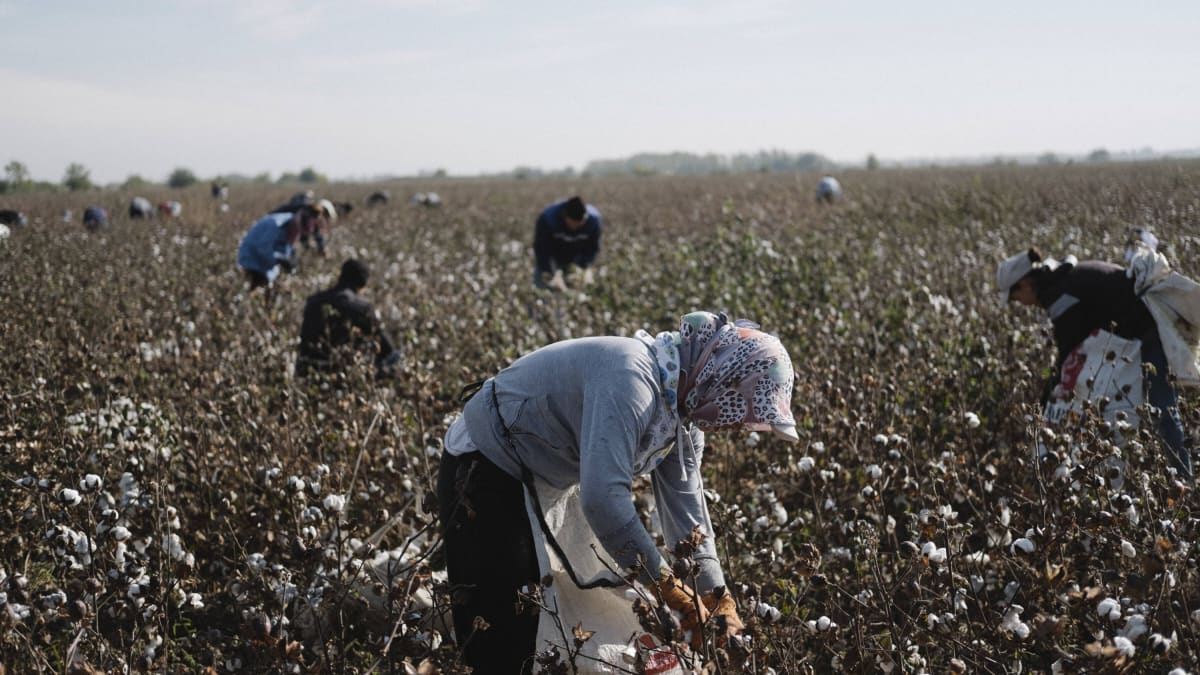 Plantáže bavlny nevyřeší problémy velké nezaměstnanosti v Uzbekistánu
