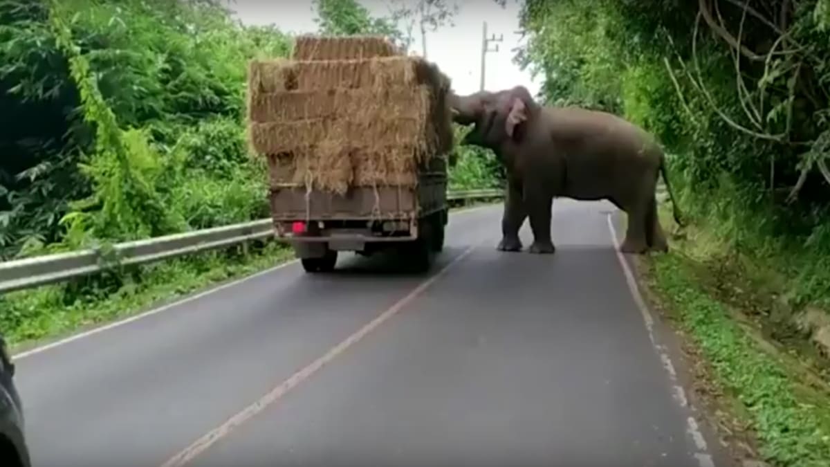 Slon si chtěl jen hrát