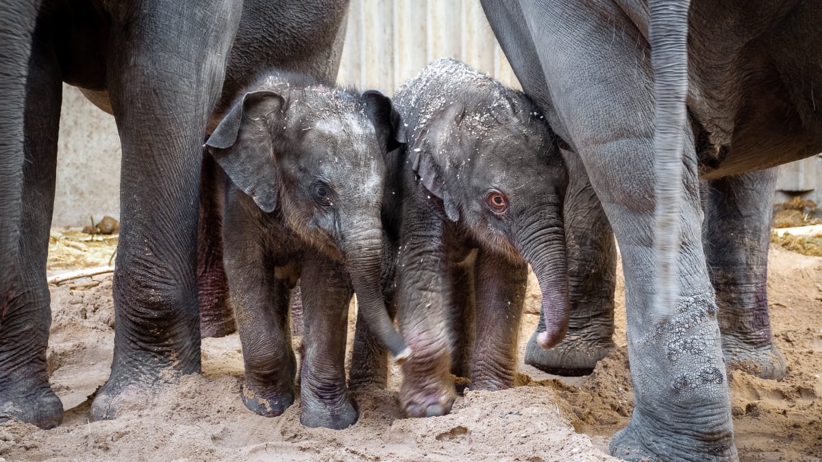 sloní mláďata v Zoo Praha