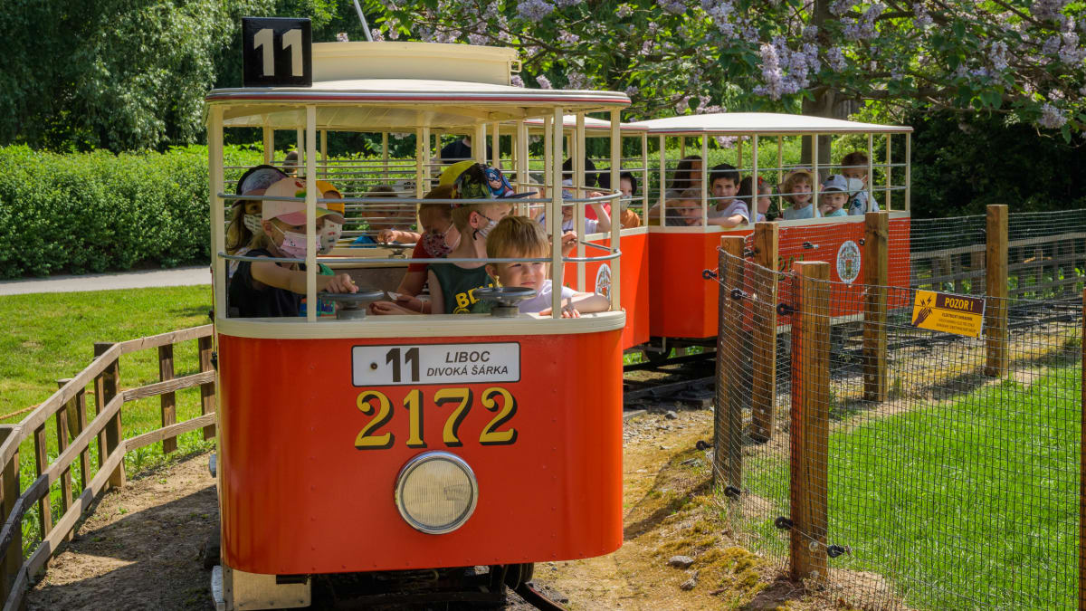 Legendární tramvajka je zpět v Zoo Praha!