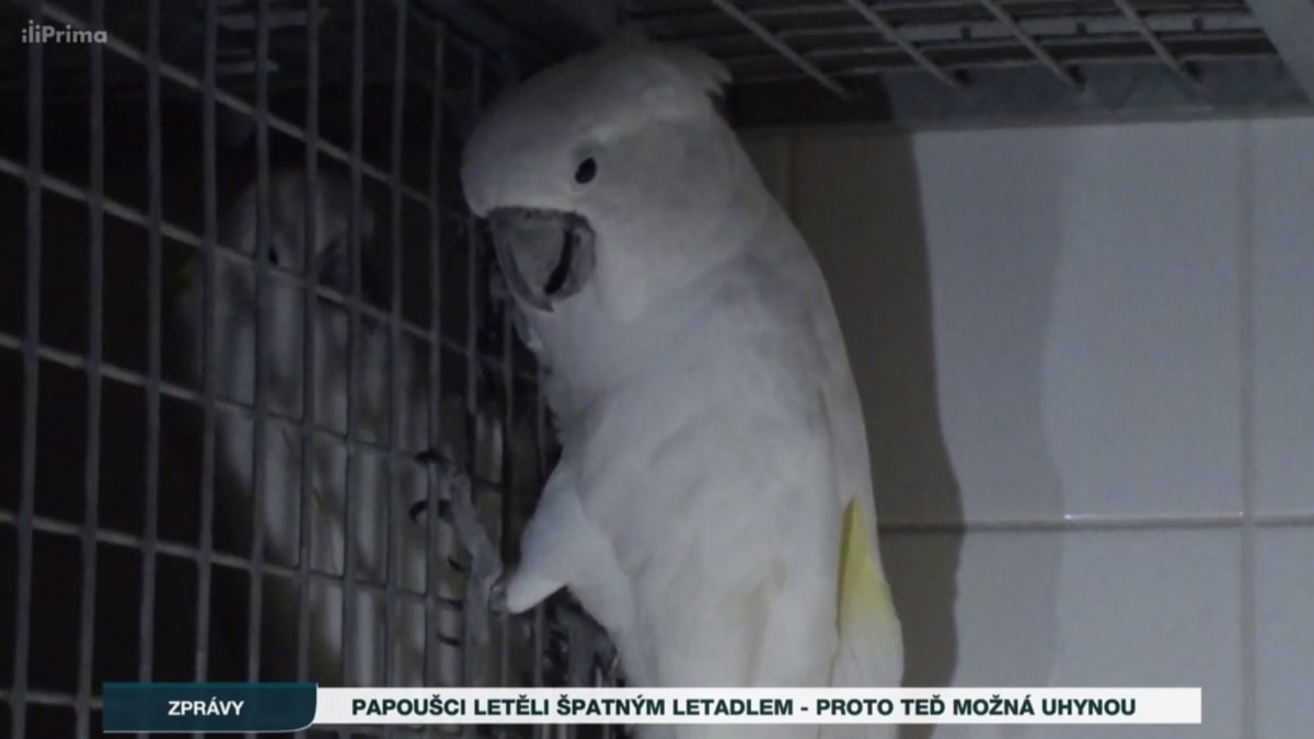 Papoušci zřejmě zemřou