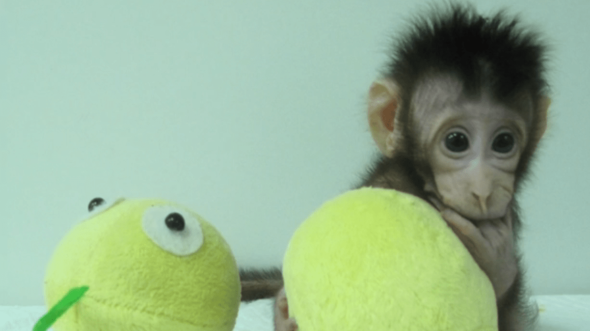 naklonovaná opice
