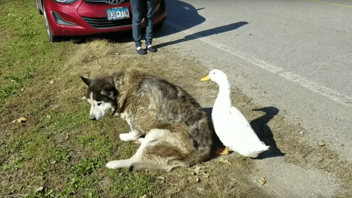 Netradiční přátelství mezi psem a kachnou