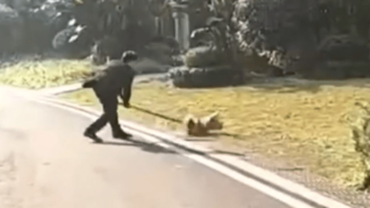 Čínská policie zabíjí na ulici psy. Údajně kvůli zamezení šíření koronaviru
