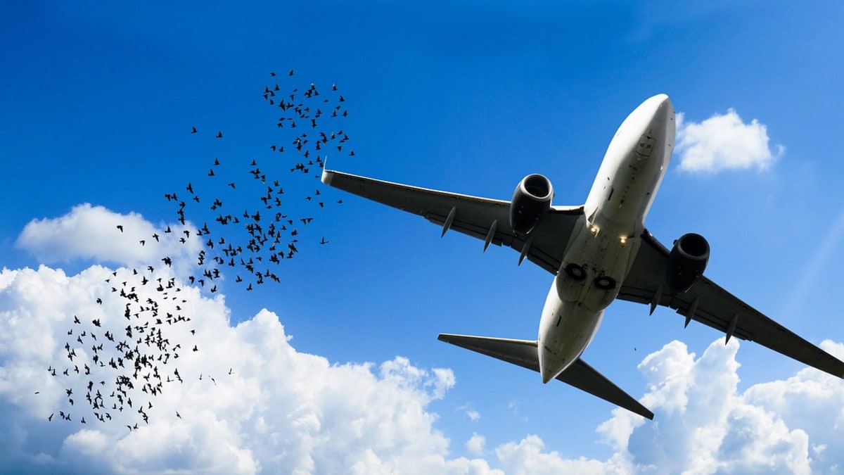 Střet letadla s ptáky může skončit katastrofou