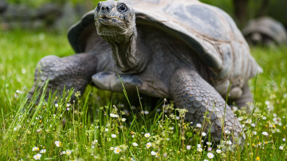 Zoo Praha povede plemennou knihu a stane se koordinátorem Evropského ex situ programu želv obrovských.