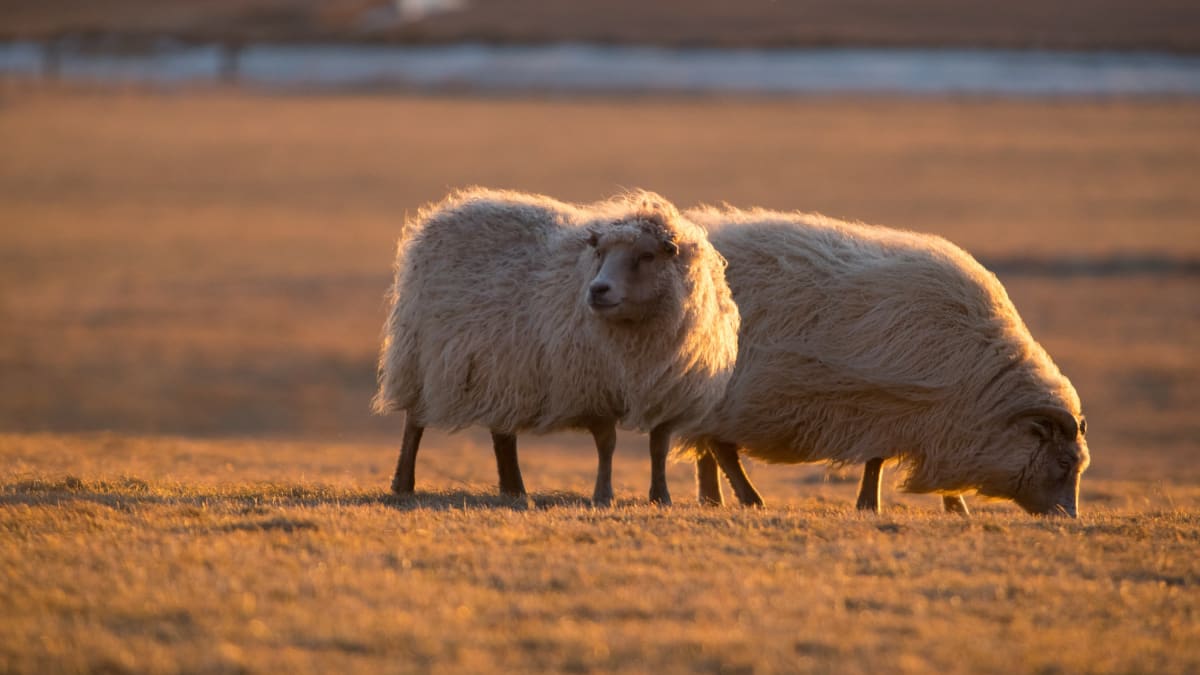 Ovce na Island