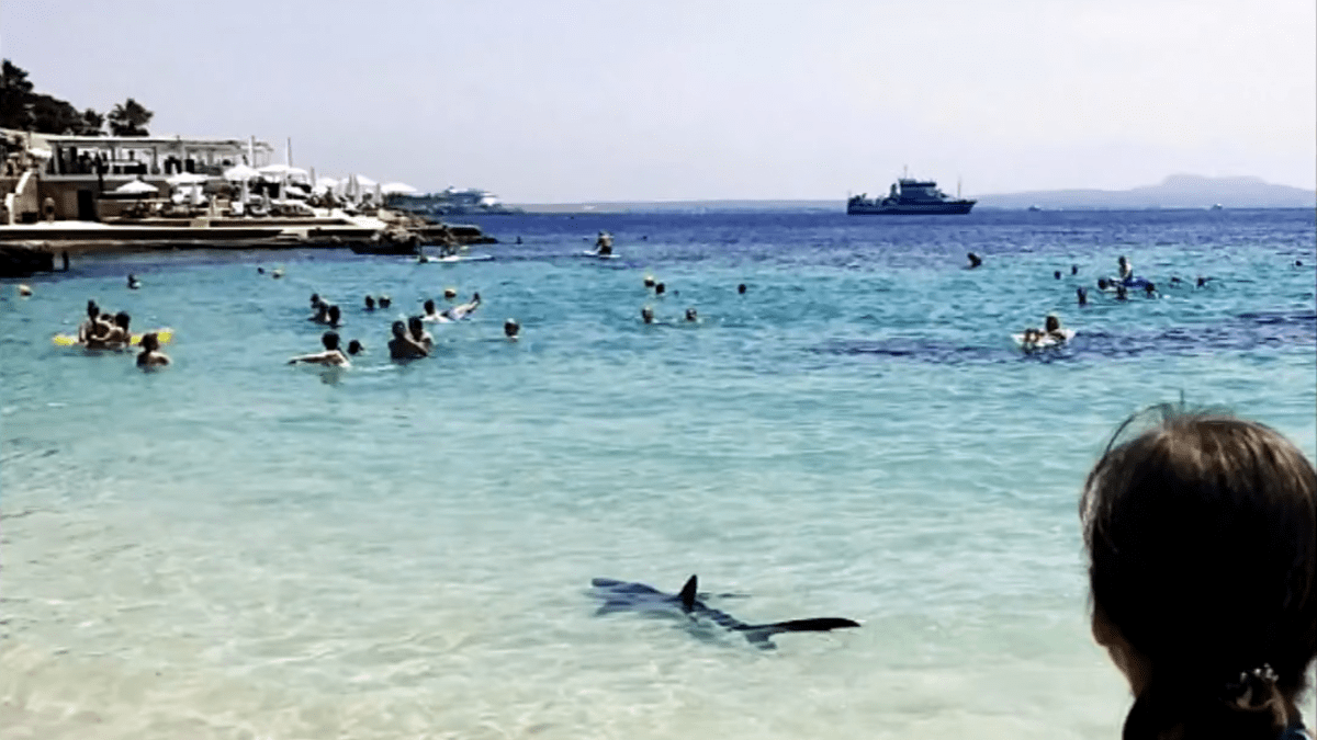 Turisty na Mallorce vyděsil žralok