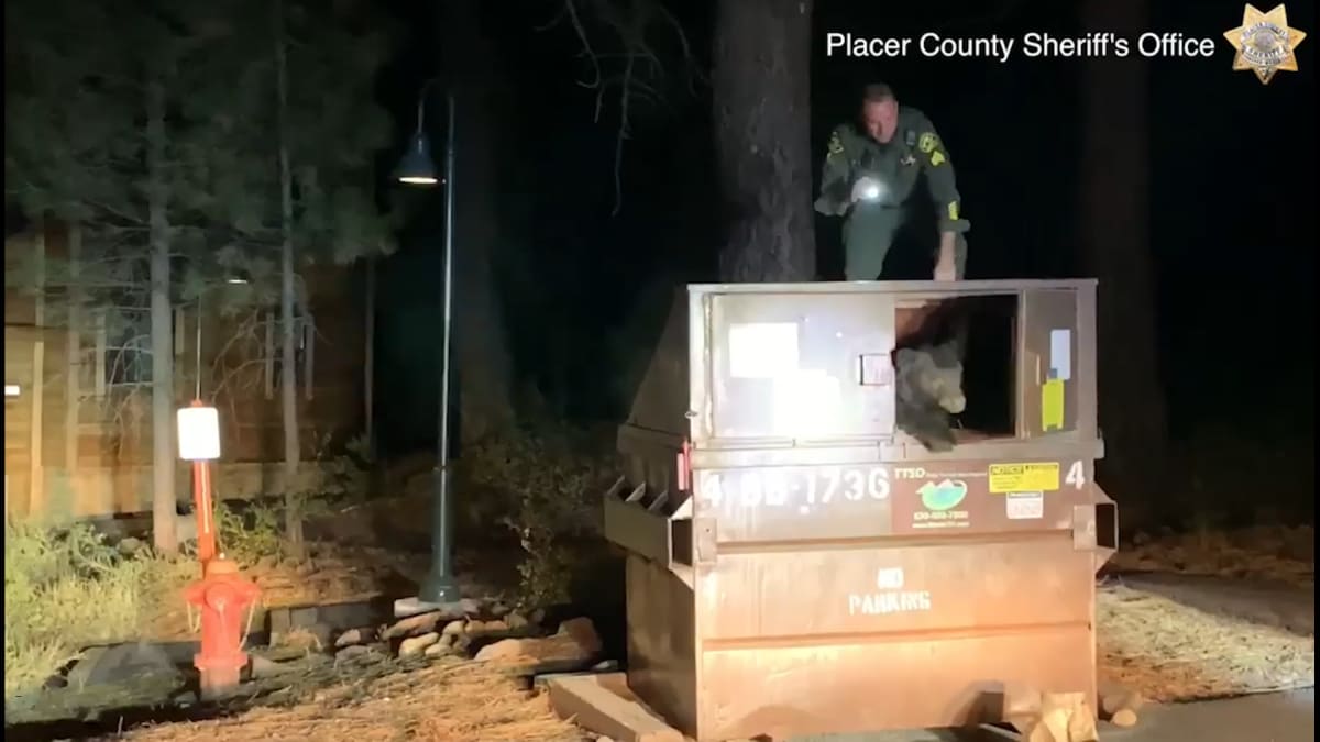 Medvěda zachránil policista z kontejneru