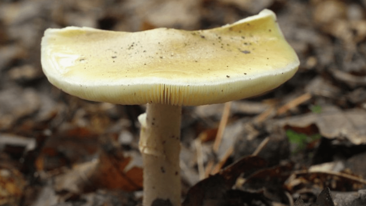 Smrtelně jedovatá houba