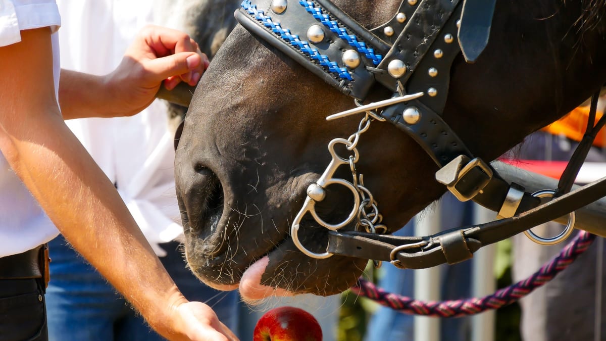 Koně kvůli nezodpovědnému chování lidí často umírají ve velkých bolestech