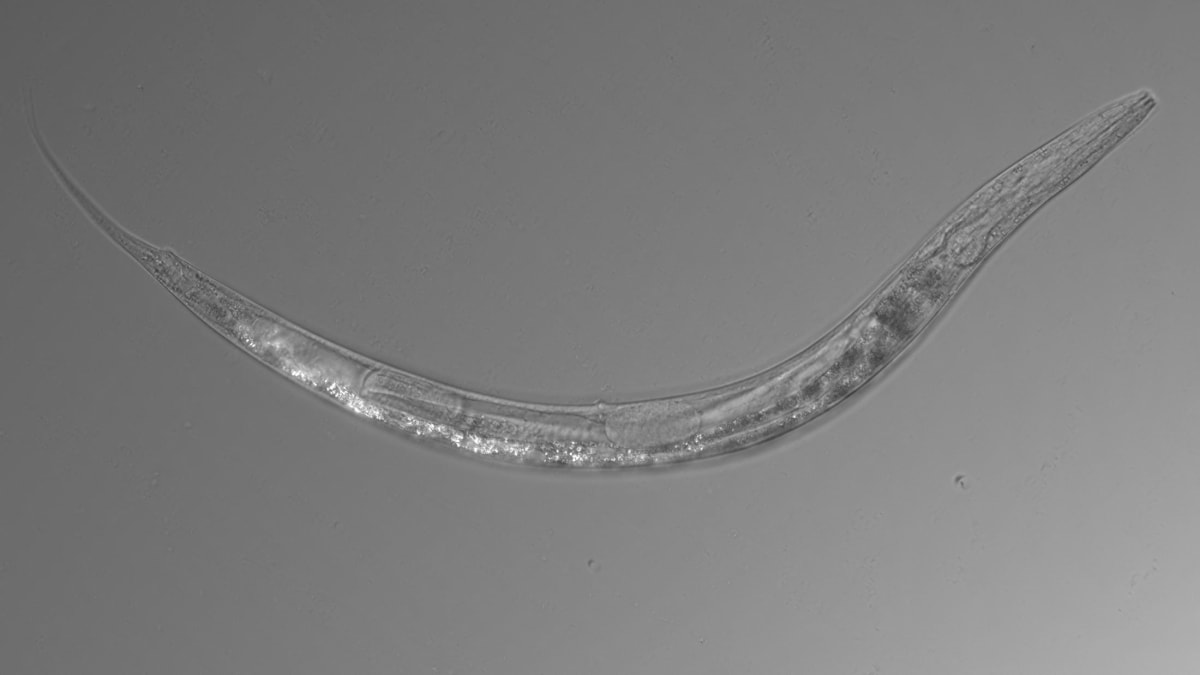 Nově objevený druh červa z kalifornského jezera Mono