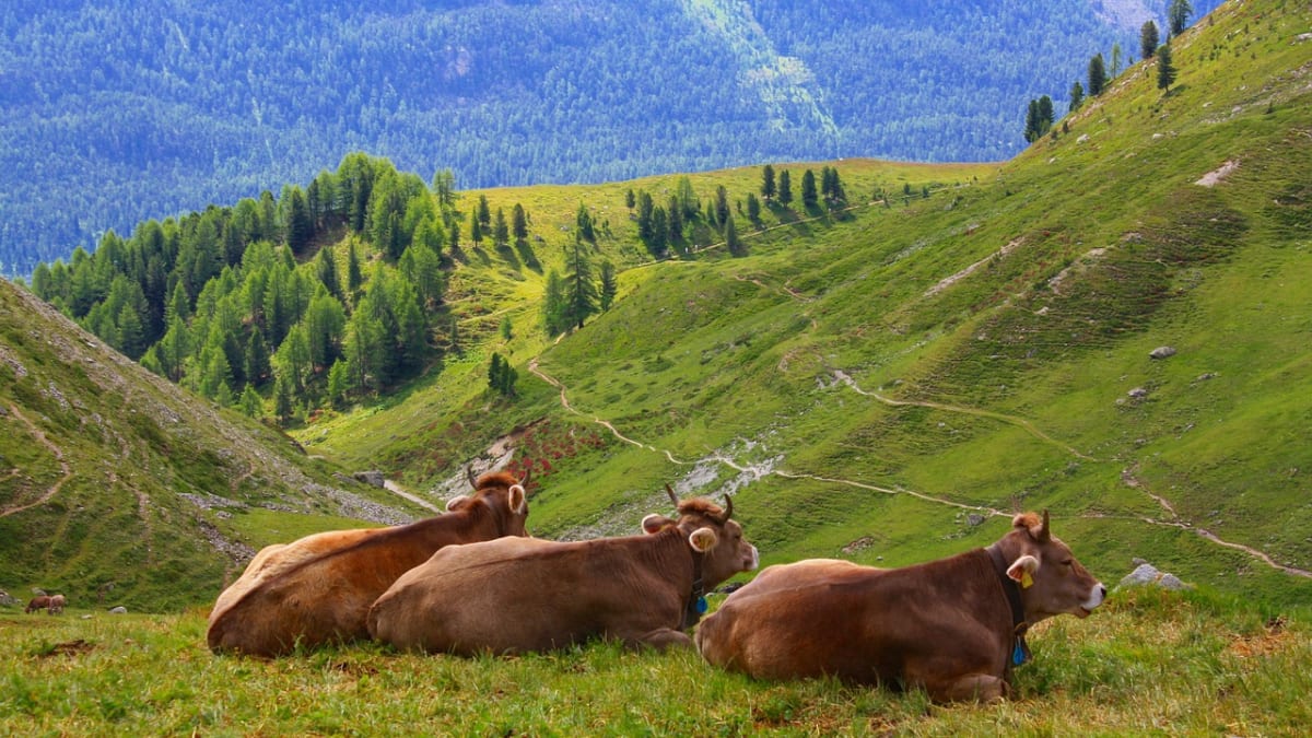 Krávy ve švýcarských Alpách