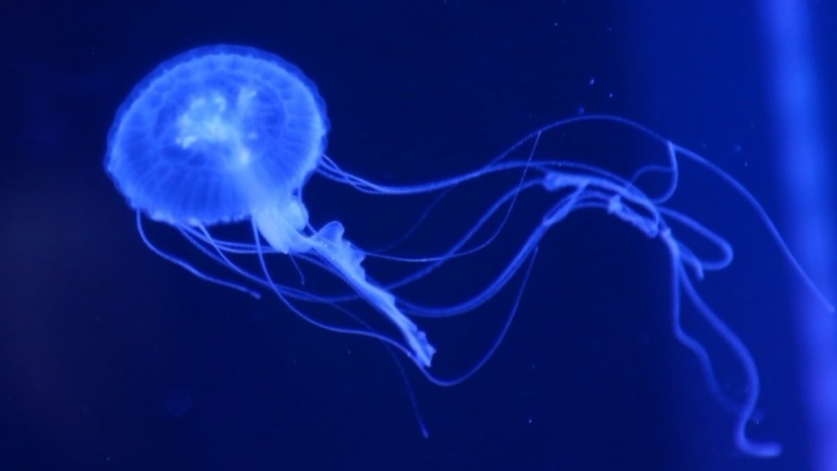 RECEPTÁŘ PRIMA NÁPADŮ: chov mořských medúz v akváriu