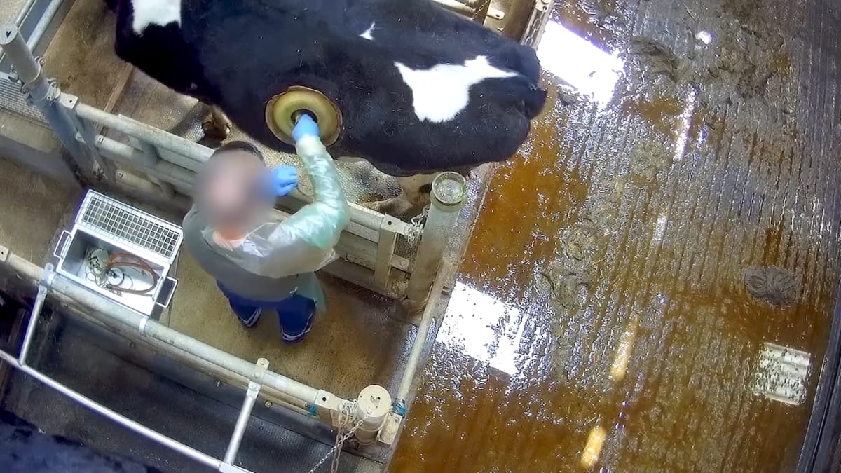 Ve Francii dělají díry do krav. Video zveřejnili ochránci