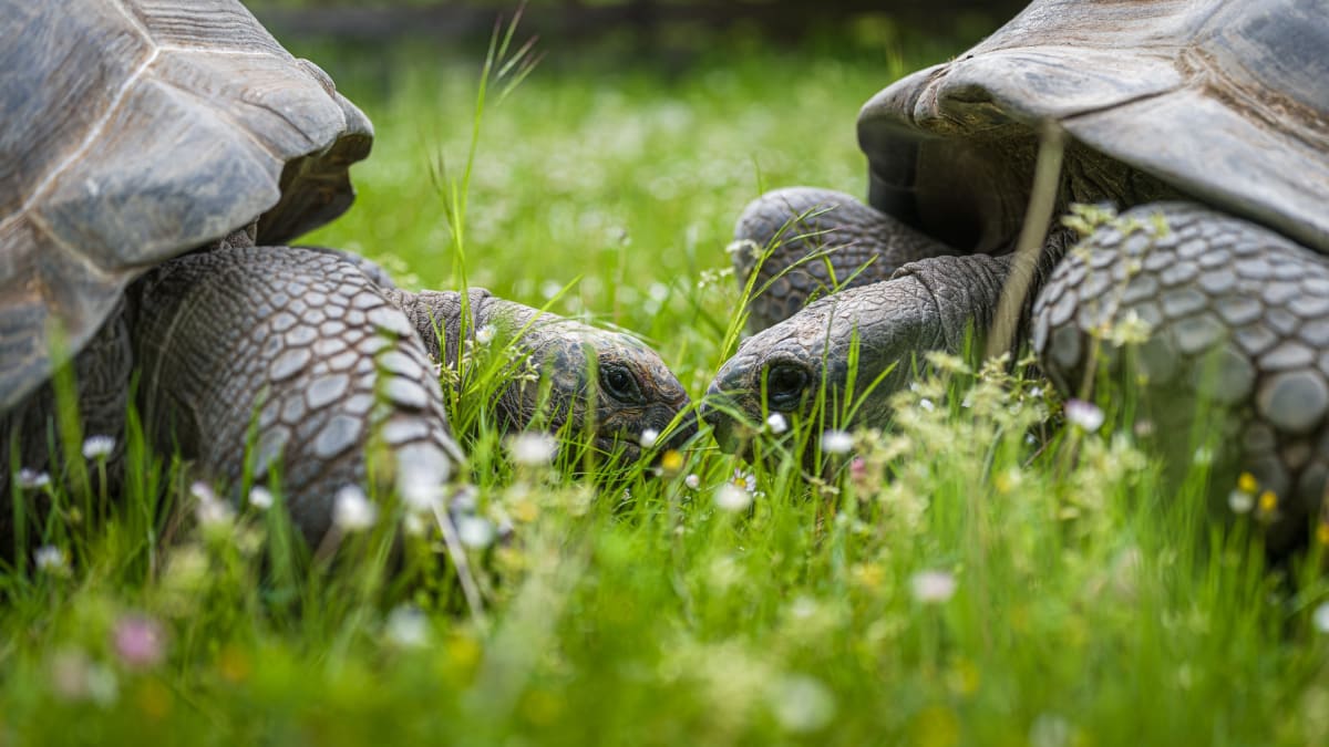 Želvy obrovské chová Zoo Praha již od roku 1948. Návštěvníci mohou hned deset jedinců tohoto druhu pozorovat v Pavilonu velkých želv.