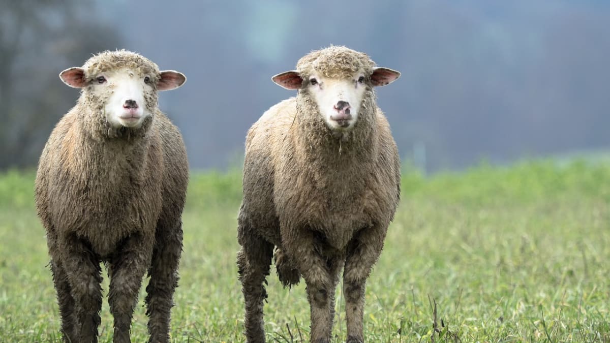 Ovce podle vědců umí rozpoznávat tváře