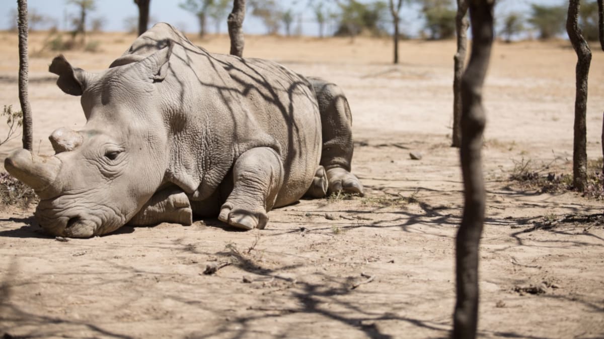 Poslední samce nosorožce severního bílého Sudán
