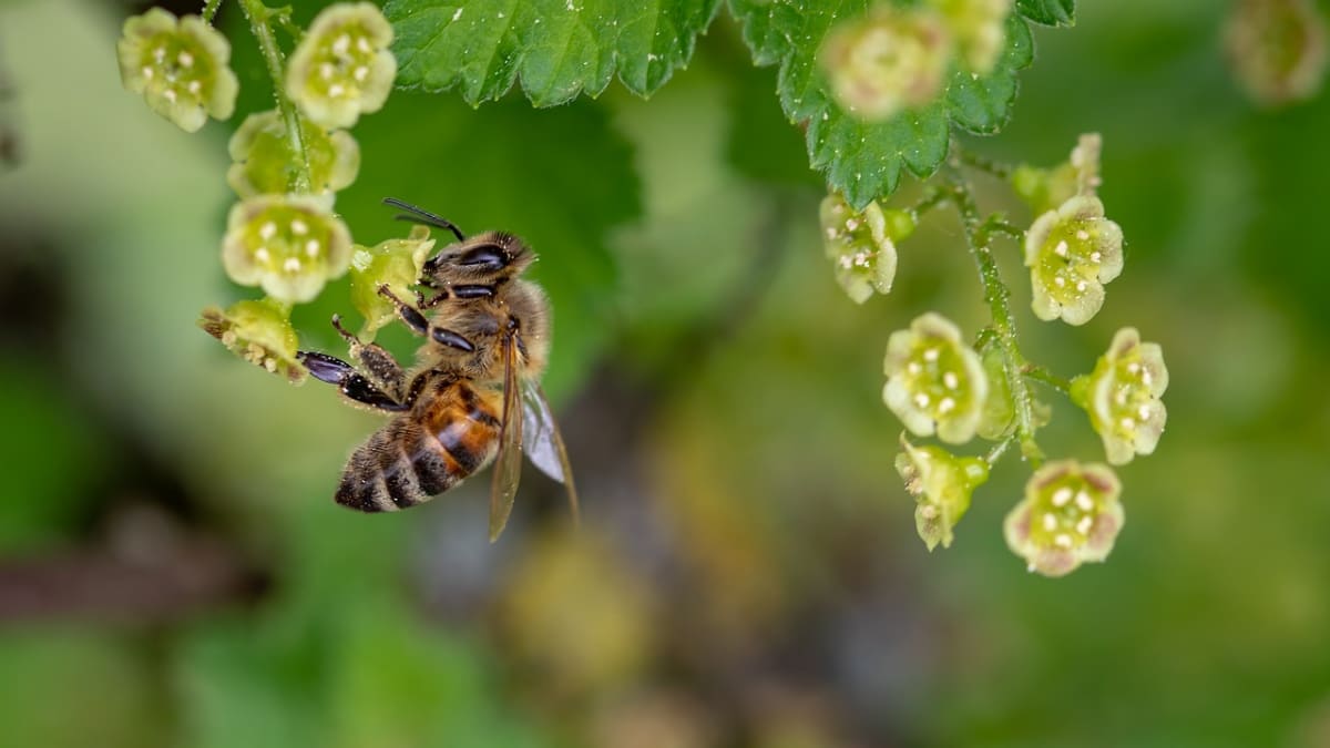 Včely jsou užitečné, ale jejich jed může způsobit nepříjemné problémy...