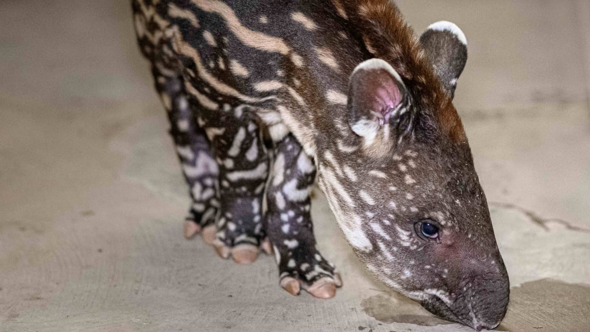 Porod tapíra jihoamerického proběhl velmi rychle, podle chovatelů dokonce mezi dvěma jejich kontrolami samice. Mládě je v péči matky, která ho pravidelně kojí.