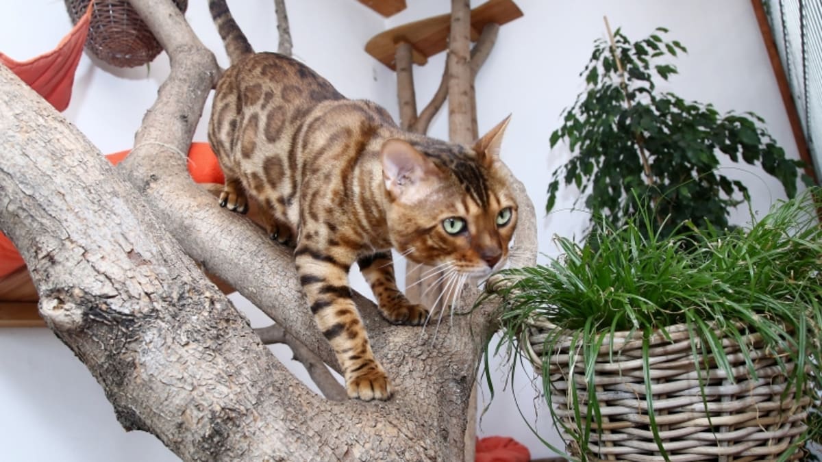 Poodhalíme původ bengálských koček, které svým vzhledem připomínají malého leoparda