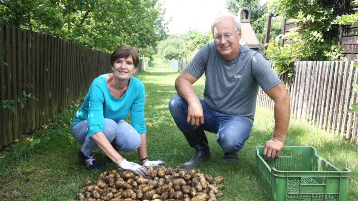 Nastal čas uskladnění vypěstovaných brambor