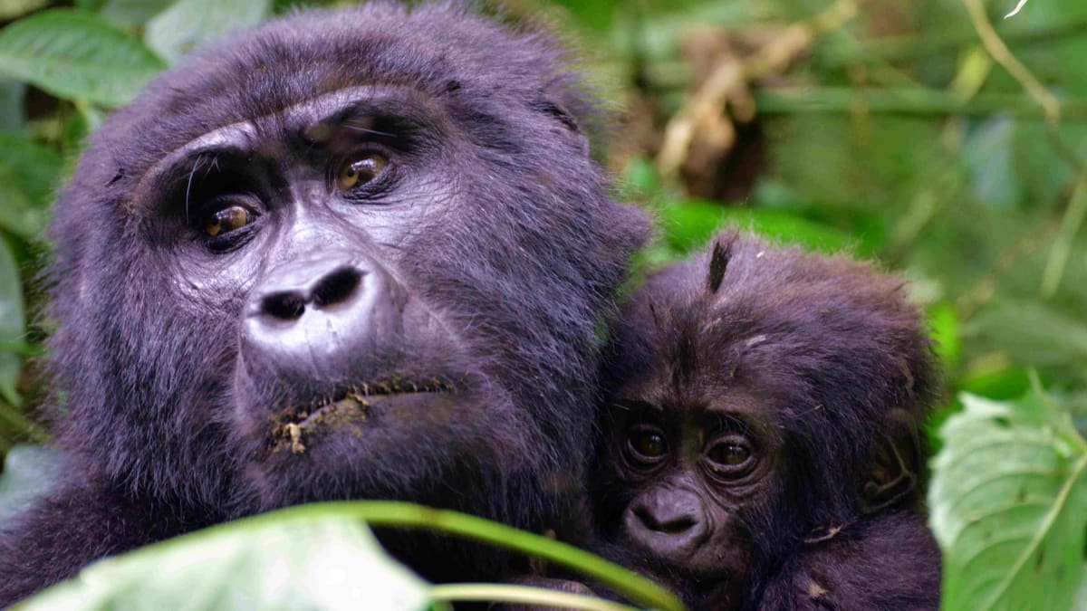 horská gorila s mládětem