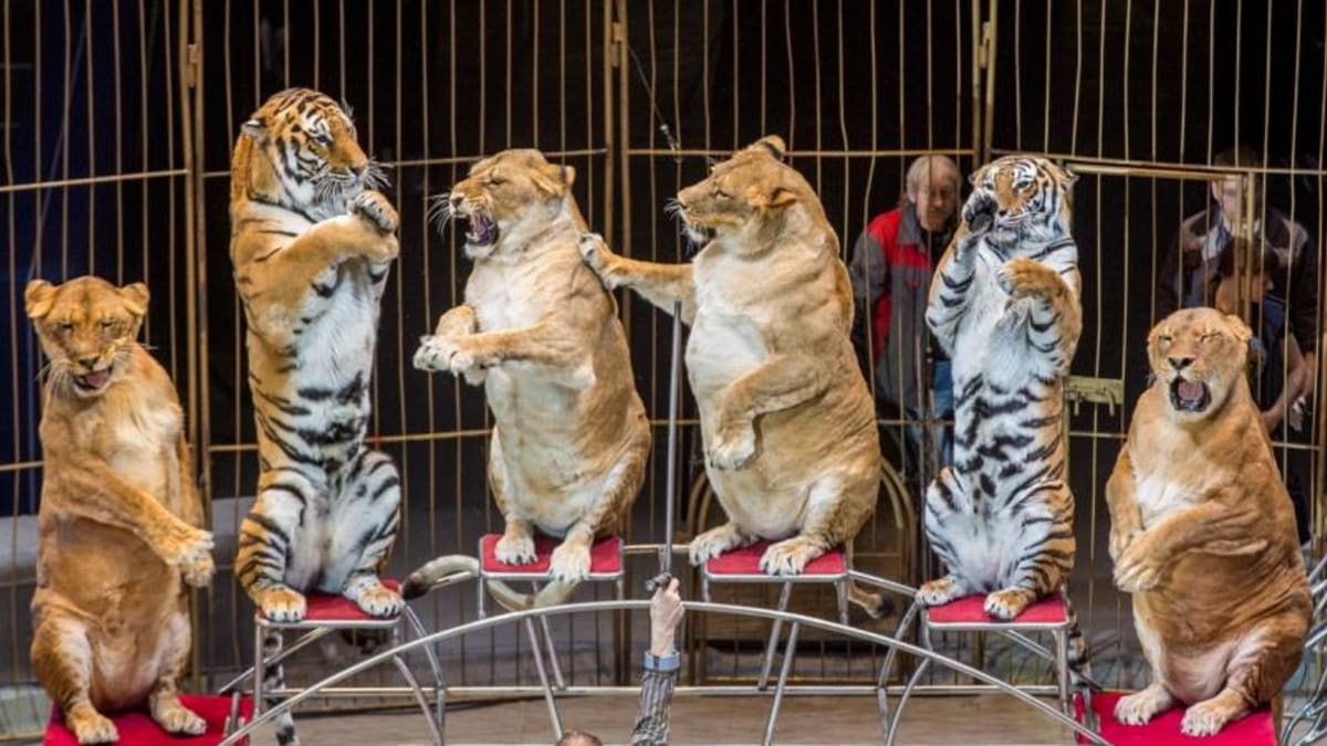 obézní lvice v ruském cirkuse