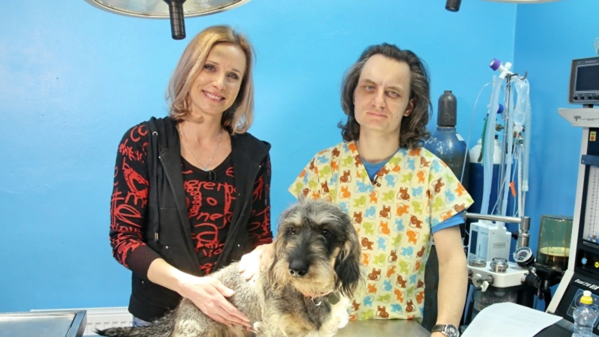 RECEPTÁŘ PRIMA NÁPADŮ: se psím seniorem na pravidelné geriatrické prohlídce u veterináře