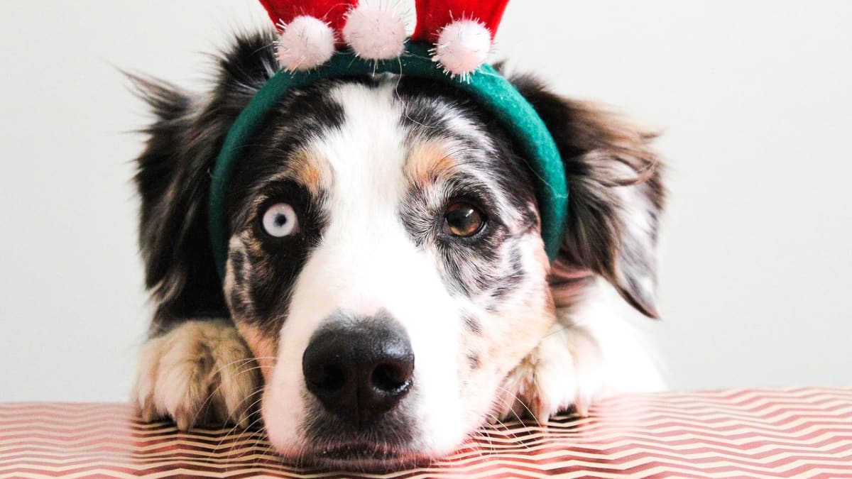 Pes jako vánoční dárek?